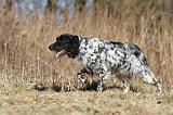 SETTER ANGLAIS 064